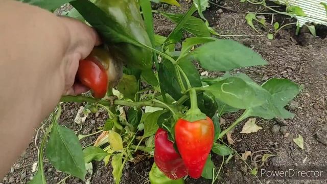 Обновки для внука..Загубила теплицу 😥 Всё не ТАК