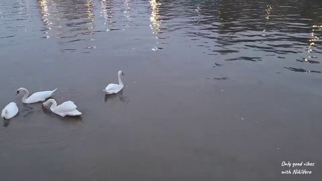 Белые лебеди.White swans . ASMR. смотреть онлайн