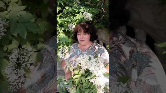 Лікують квіти бузини чорної@7777borch.fito.