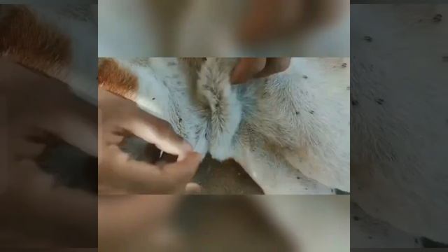 dog ticks removed смотреть онлайн