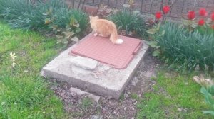 Рыжая кошечка играет