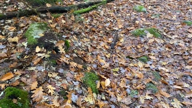 "Первобытный звук", Слава Гауфберг на стихи Игоря Кураса смотреть онлайн