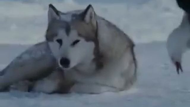 Спасли кита