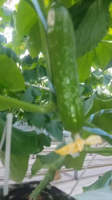 Топарская теплица