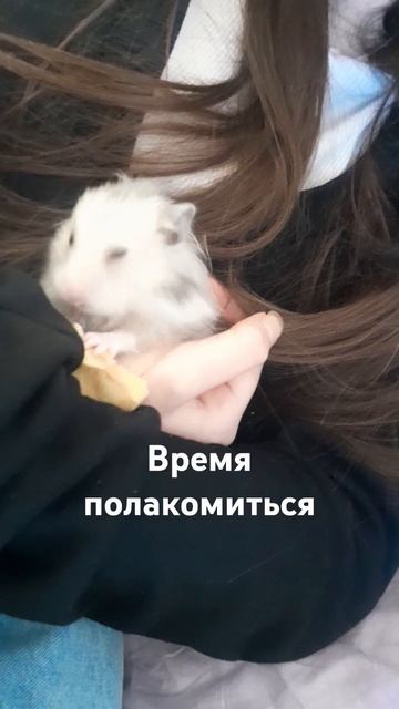 #юмор #ютуб #хомяк #сирийскийхомяк #милота #мимими смотреть онлайн