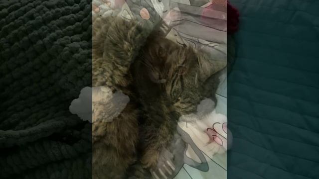 Домашние питомцы смотреть онлайн