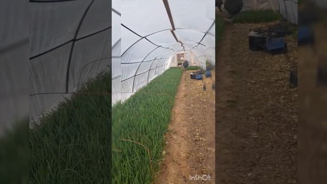 Лук на перо#булерьян#теплица#крым#море смотреть онлайн