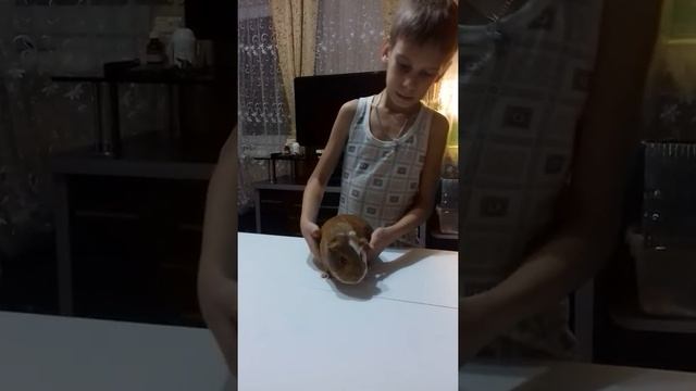 Морская свинка Пухля смотреть онлайн