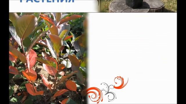 Разсадник Арония - Aronia Nursery, Bulgaria смотреть онлайн