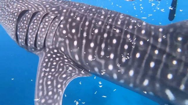 Oslob Whale Sharks