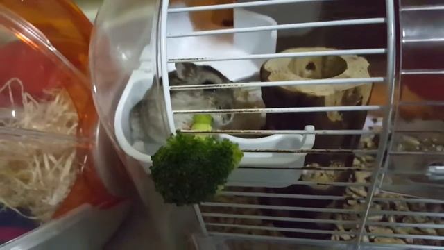 Fuyu the hamster - Stuck on Broccoli смотреть онлайн