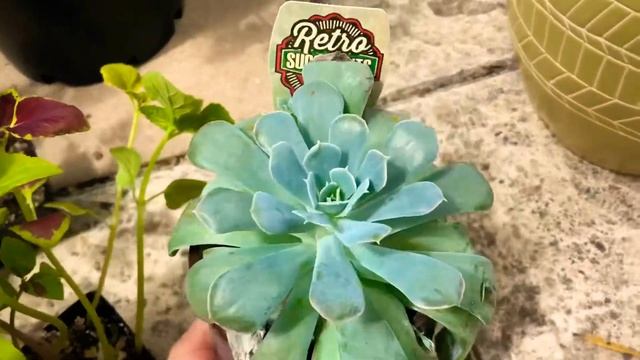 Thrifty Tuesday ~ A Massive Plants & Pots Haul смотреть онлайн