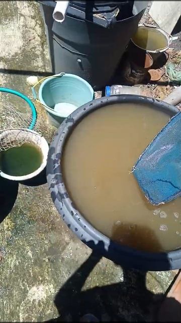 Budidaya lele di ember, sekali panen sekg isi 8 ekor смотреть онлайн