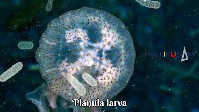 Immortal Jellyfish || No death animal || malayalam fact || Turritopsis dohrnii смотреть онлайн