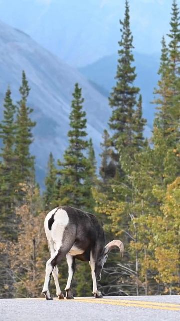 ALL PEOPLE STOP THEIR CAR TO SEE THIS WILD SHEEP , WHICH CAME ON THE ROAD.markhor,ibex,deer,blueshe
