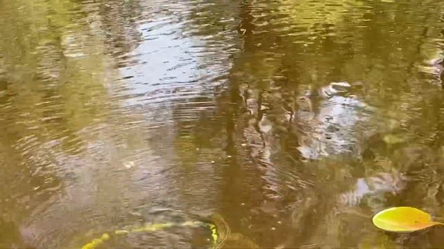 Не планируемая рыбалка. смотреть онлайн