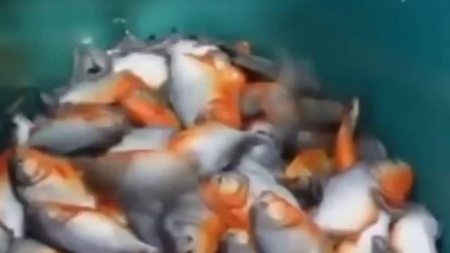 How To Catch The Piranhas In Brazil.