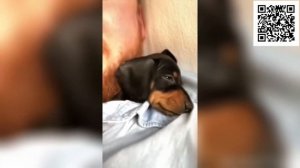 Смешные животные без озвучки! Лучшие смешные видео с животными! Смешно до слез