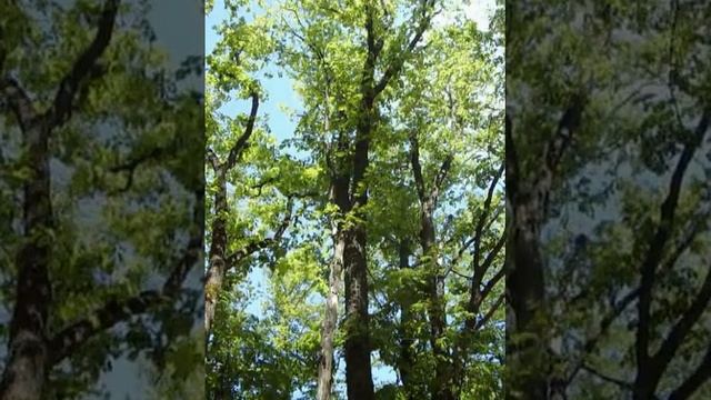 Sounds of Crimean Forest смотреть онлайн