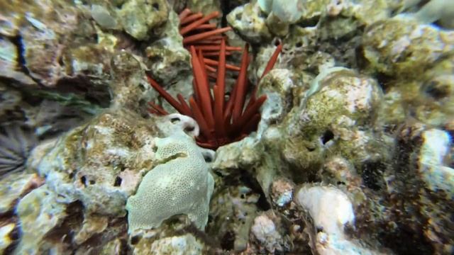 UNDERWATER SKETCHING - Coral reefs, Hawaii, and Crown of Thorns Starfish! VLOG3 смотреть онлайн