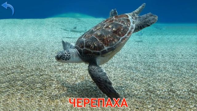 Для дітей: Тварини для малюків, підводний світ смотреть онлайн