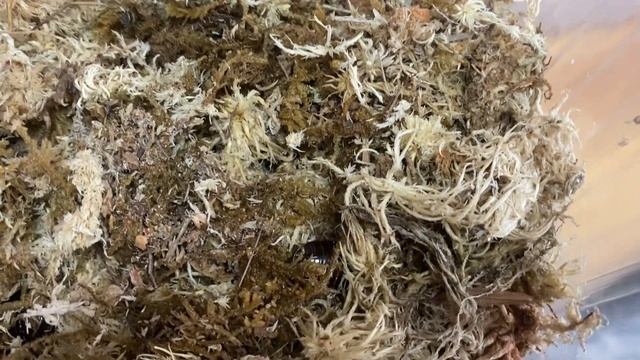 Macropanesthia Rhinoceros