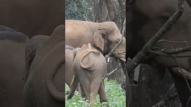 കുള്ളനാന..Dwarf Elephant. смотреть онлайн