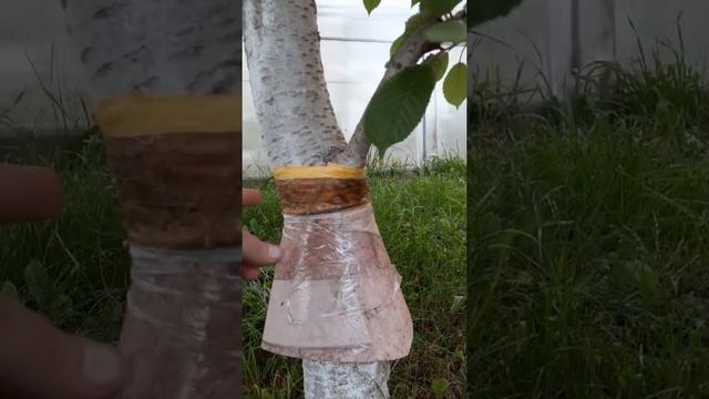 защита от муровья. смотреть онлайн