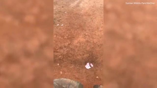 Готов побыть вашим жирафом, обращайтесь