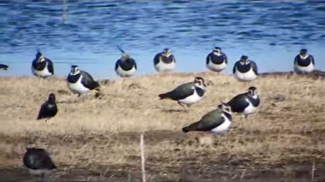 lapwings смотреть онлайн