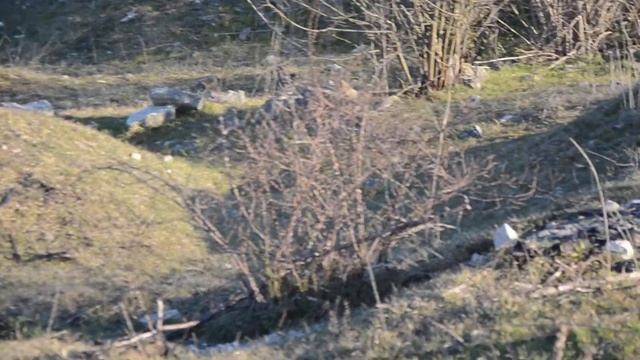 Фазанята в кустах весны