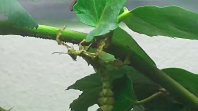 Extatosoma tiaratum - nymphes et adultes смотреть онлайн