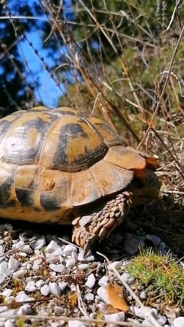 Greek Tortoise, Maurische Landschildkröte, средиземноморская черепаха.