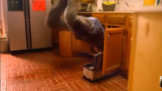 Ghost shark /music video смотреть онлайн