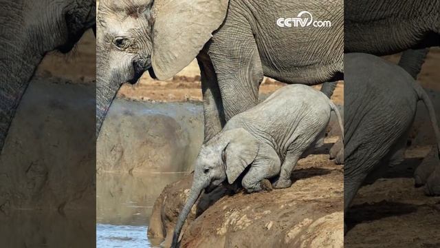 Слонёнок не в силах дотянуться до питьевой воды|CCTV Русский смотреть онлайн