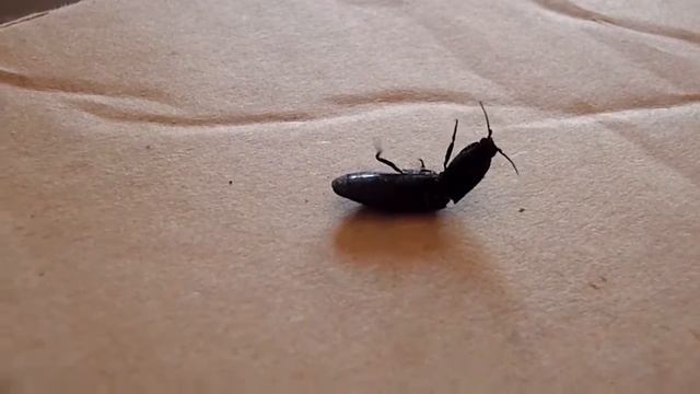 SCIENCE : agriotes spp