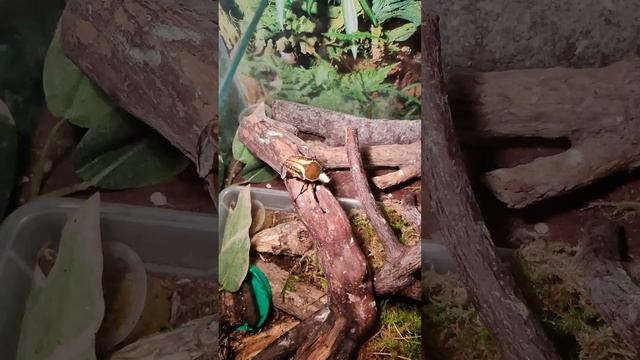 Mecynorrhina harrisi flying смотреть онлайн