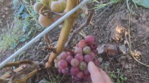 Виноград Лепсна в Ленинградской области.11.09.22.