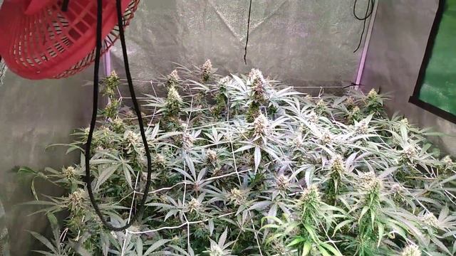Day 42 of flower in my 4x8 tent смотреть онлайн