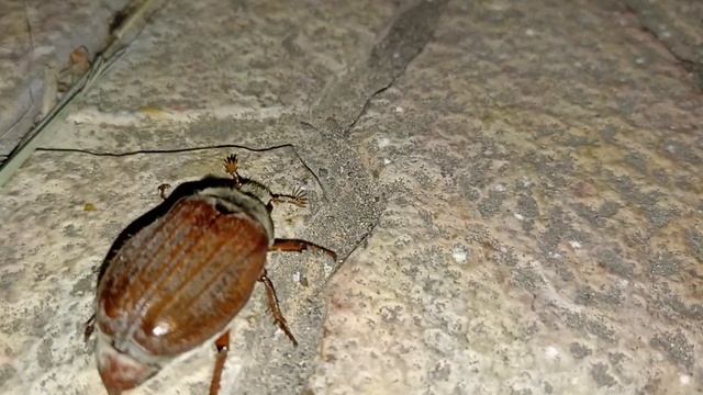 Эх Молодёжь! Жук Нехрущ июньский. смотреть онлайн