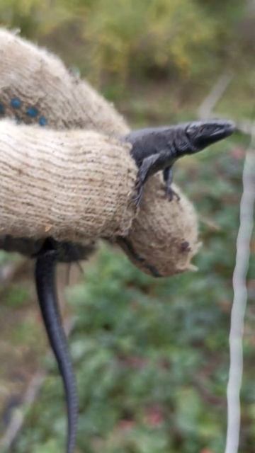 ящерица смотреть онлайн