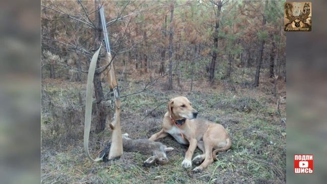 Новые правила охоты с собаками, сроки охоты с собаками