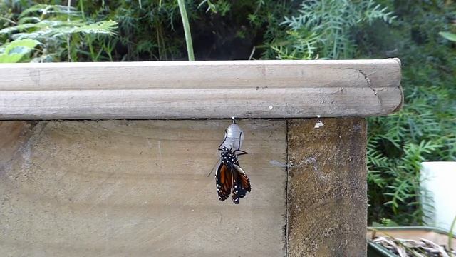 Monarch Butterfly Metamorphosis from a chrysalis смотреть онлайн