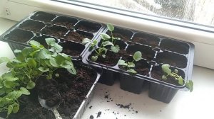 Пикирую виолу.  Прищипка петунии #виола #петуния #цветы