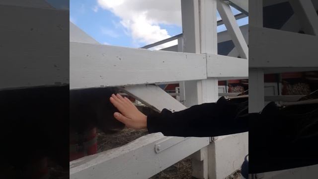 Лошади на ферме.