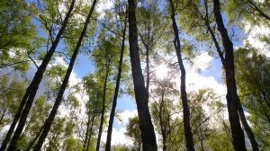 Березовая роща и звук (гул) летящего в небе самолета