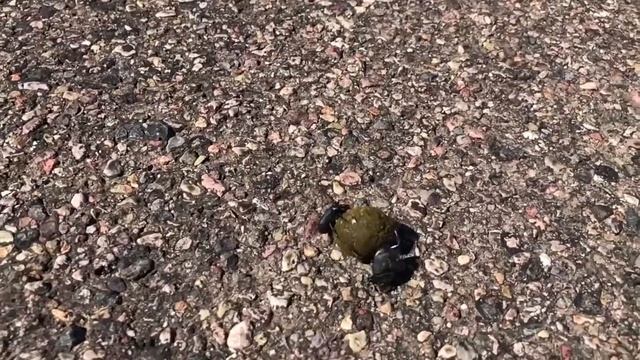 Slow Motion Arizona Dung Beetles (Onthophagus coproides) смотреть онлайн