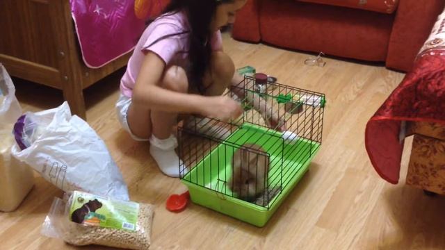 Уборка клетки декоративного кролика