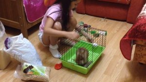 Уборка клетки декоративного кролика