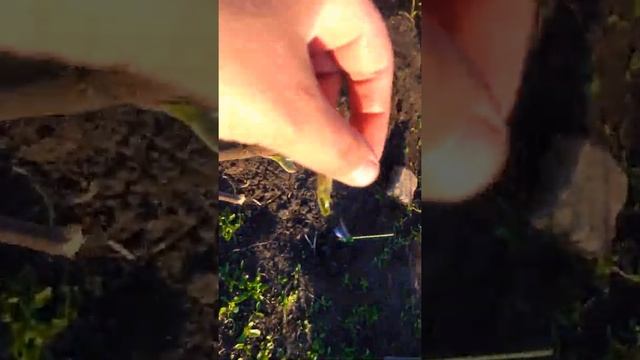 Переезд с севера на юг. Переезд с квартиры в частный дом. Наш первый огород. смотреть онлайн